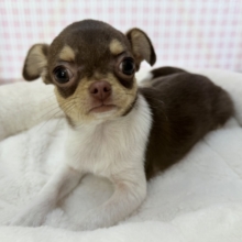 最新📷ペチャ顔最高😍スムースチワワくん❣️