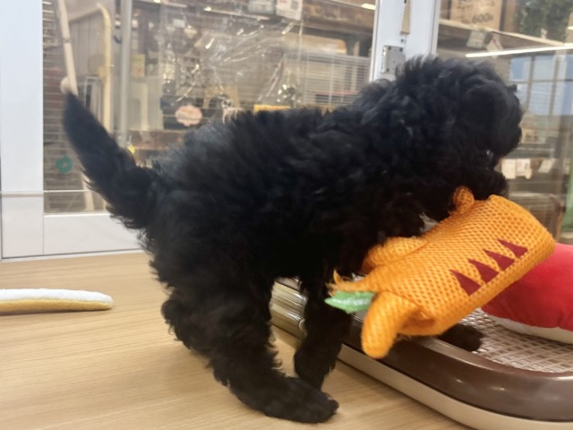 トイプードル