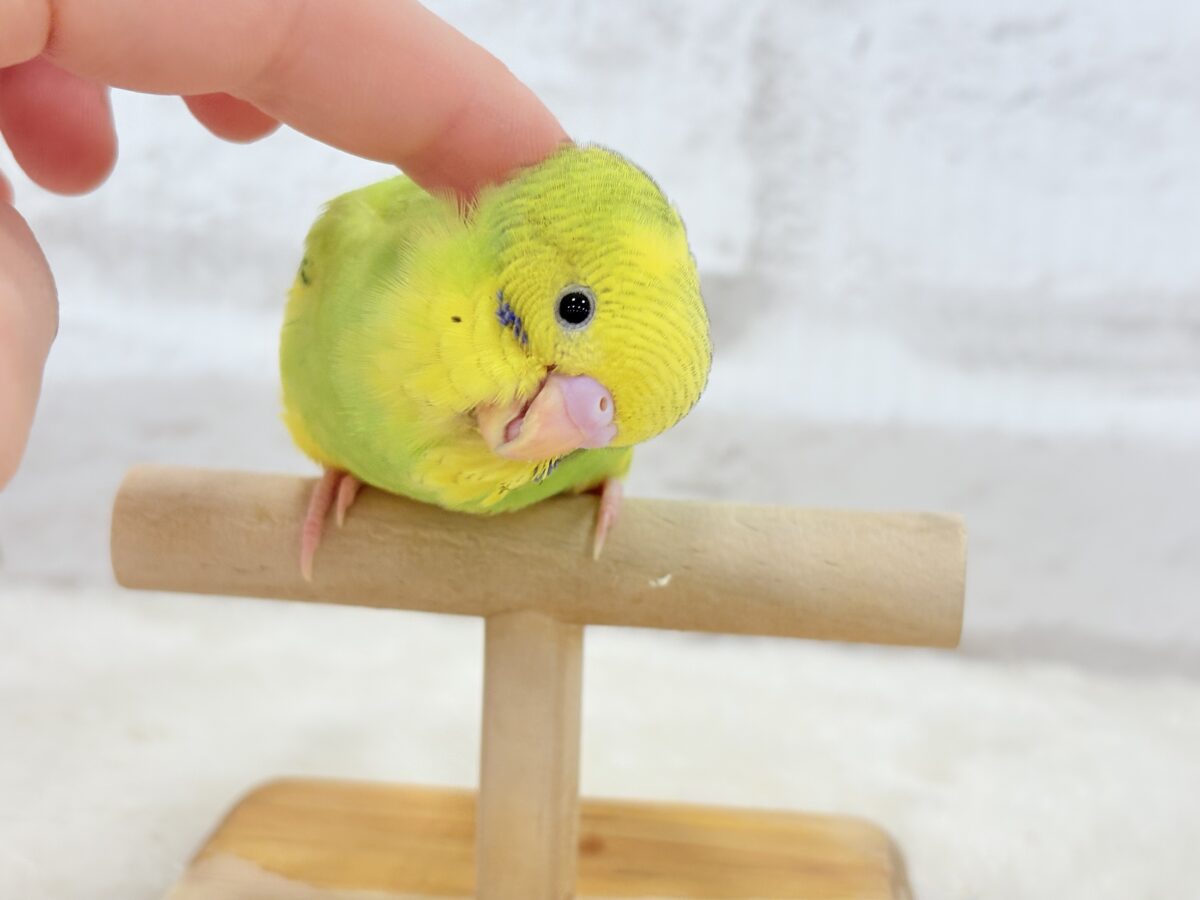 セキセイインコ
