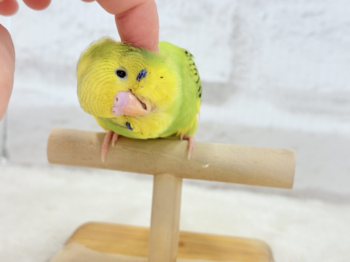 セキセイインコ