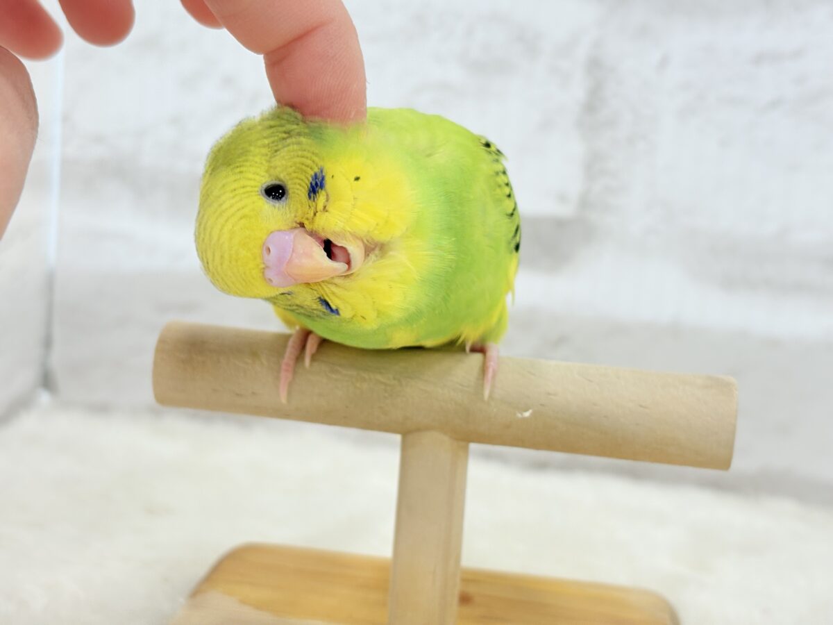 セキセイインコ