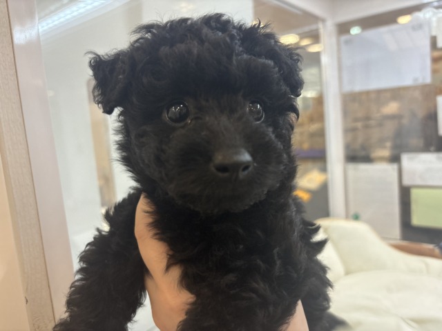 トイプードル