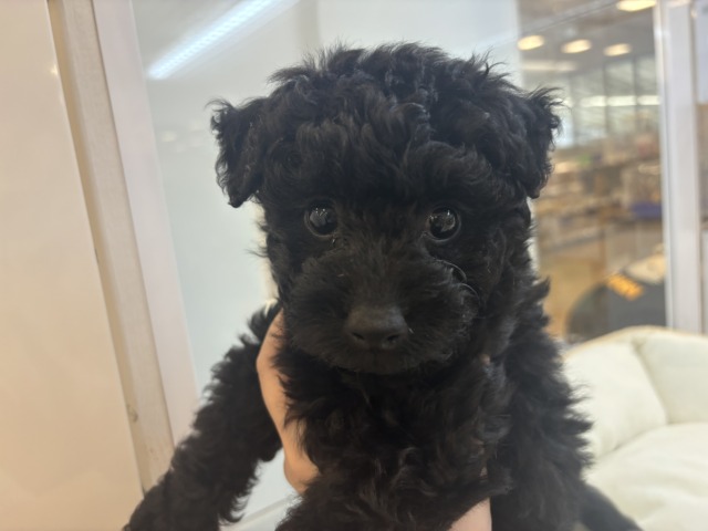 トイプードル