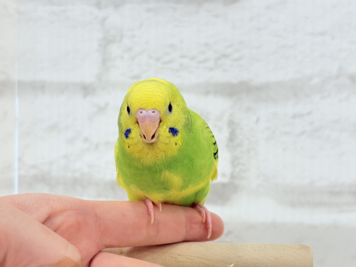 セキセイインコ