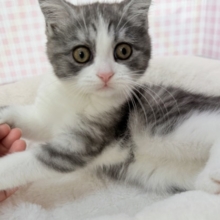 最新📷ハチワレのブリティッシュちゃん😍