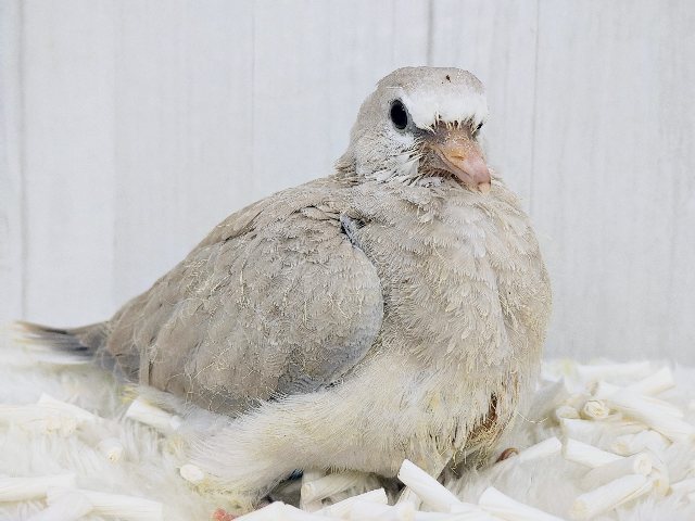 鳩ぽっぽ〜がやってきた🕊💓ジュズカケバトのヒナ入荷しました〜❤️ ジュズカケバト