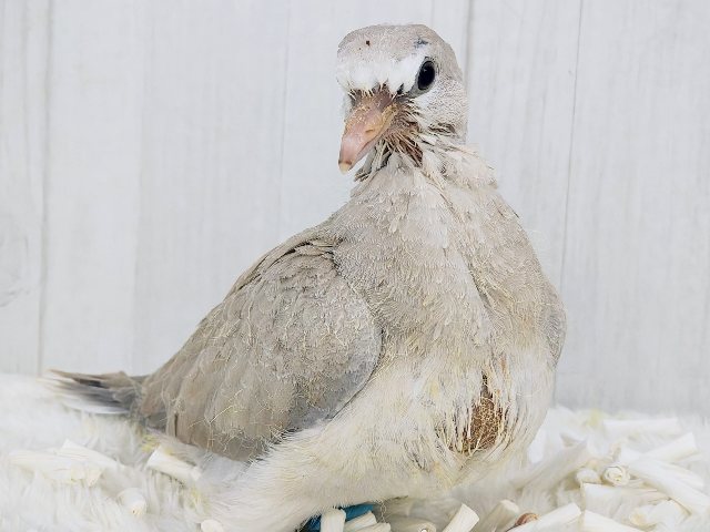 ジュズカケバト