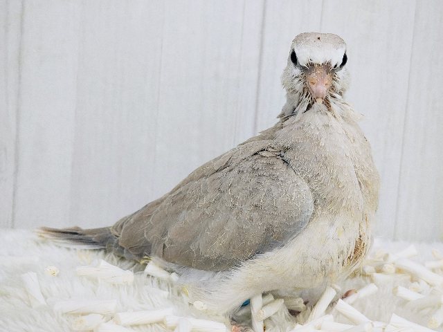 鳩ぽっぽ〜がやってきた🕊💓ジュズカケバトのヒナ入荷しました〜❤️ ジュズカケバト