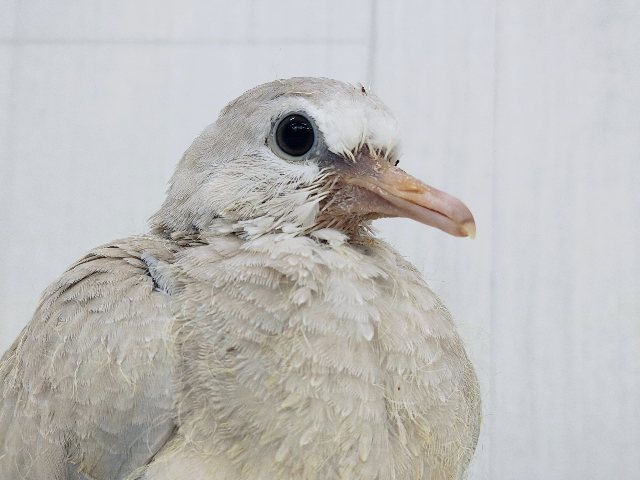 ジュズカケバト