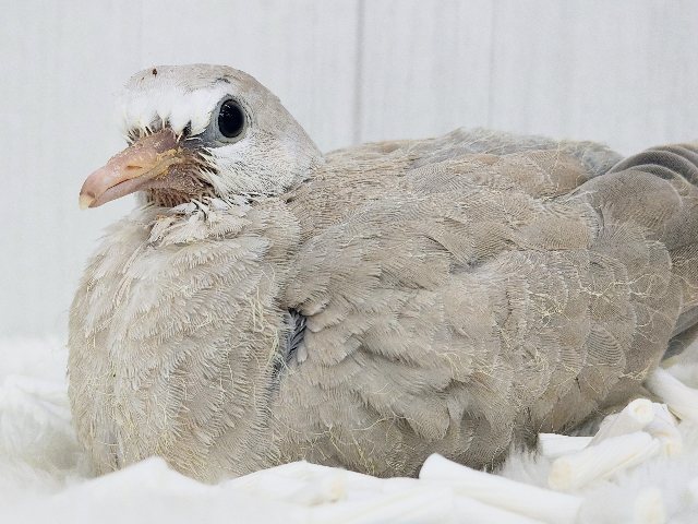 鳩ぽっぽ〜がやってきた🕊💓ジュズカケバトのヒナ入荷しました〜❤️ ジュズカケバト
