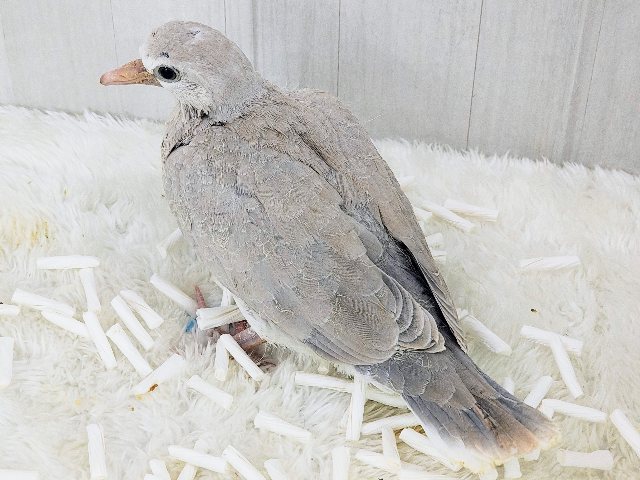 鳩ぽっぽ〜がやってきた🕊💓ジュズカケバトのヒナ入荷しました〜❤️ ジュズカケバト