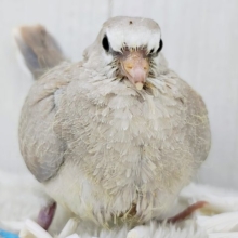 鳩ぽっぽ〜がやってきた🕊💓‪ジュズカケバトのヒナ入荷しました〜❤️
