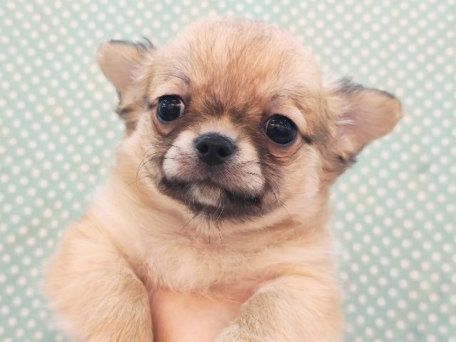 チワワ