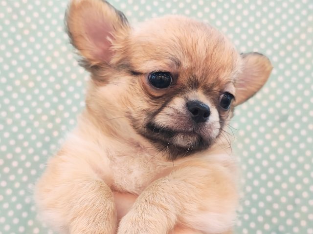 チワワ