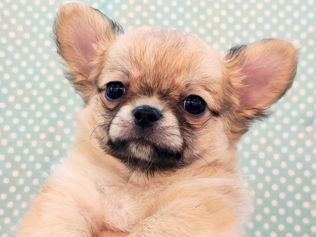 チワワ