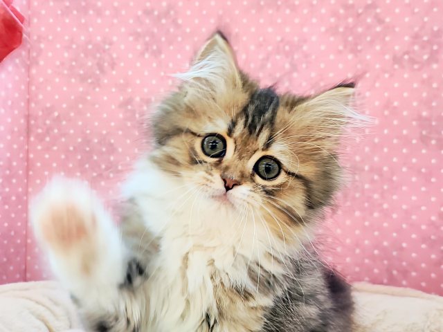 寂しがり屋のかまってちゃん🐱💓‪ミヌエットの女の子入荷しました❤️