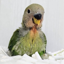 人気のコザたん！！お顔真っ赤に染まるよ✨コザクラインコのヒナ(ノーマル)入荷しました❤️