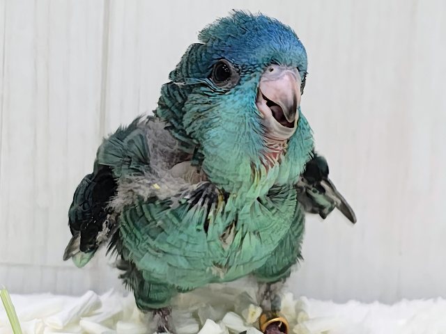元気いっぱいピーポポピー♪サザナミインコのヒナ(ターコイズ)入荷しました❤️ 元気いっぱいピーポポピー♪サザナミインコのヒナ(ターコイズ)入荷しました❤️