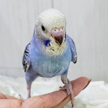 お腹ぺこぺこ食いしん坊🍚セキセイインコのヒナ(ブルーオパーリン)入荷しました❤️