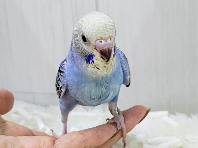 お腹ぺこぺこ食いしん坊🍚セキセイインコのヒナ(ブルーオパーリン)入荷しました❤️