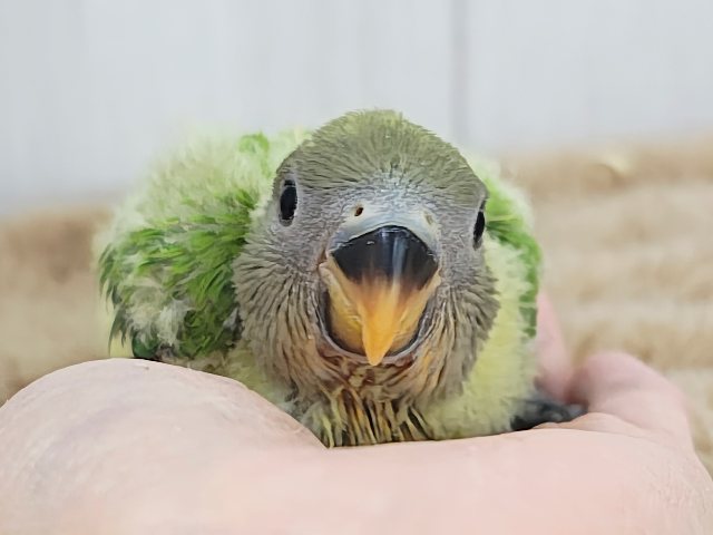 みかん顔🍊♡こんなに明るい黄緑カラーは珍しいよ💚コザクラインコのヒナ(オレンジフェイスオパーリン)入荷しました❤️ コザクラインコ(小桜インコ)