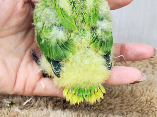 みかん顔🍊♡こんなに明るい黄緑カラーは珍しいよ💚コザクラインコのヒナ(オレンジフェイスオパーリン)入荷しました❤️ コザクラインコ(小桜インコ)