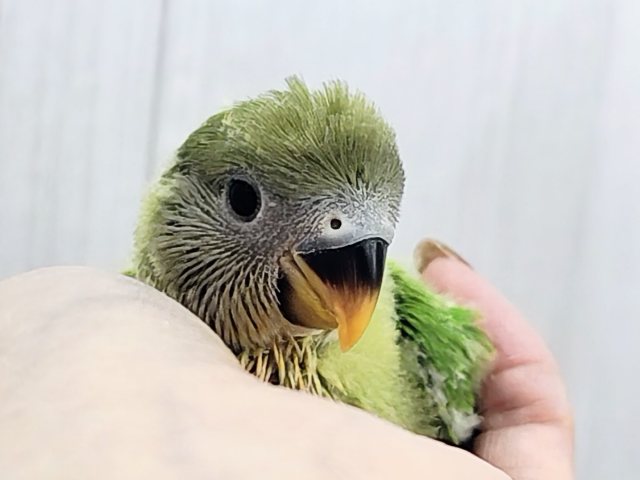 みかん顔🍊♡こんなに明るい黄緑カラーは珍しいよ💚コザクラインコのヒナ(オレンジフェイスオパーリン)入荷しました❤️ コザクラインコ(小桜インコ)