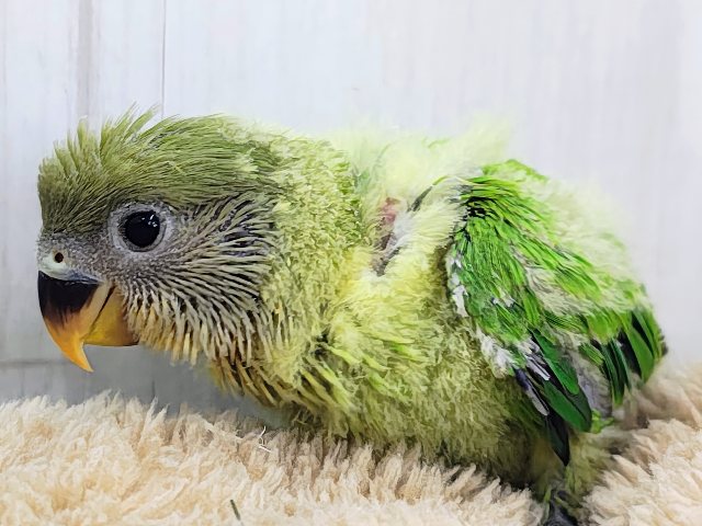 みかん顔🍊♡こんなに明るい黄緑カラーは珍しいよ💚コザクラインコのヒナ(オレンジフェイスオパーリン)入荷しました❤️ コザクラインコ(小桜インコ)
