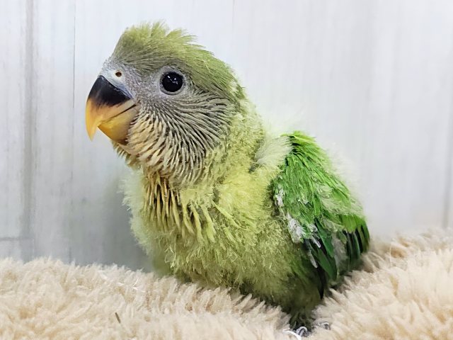 みかん顔🍊♡こんなに明るい黄緑カラーは珍しいよ💚コザクラインコのヒナ(オレンジフェイスオパーリン)入荷しました❤️ コザクラインコ(小桜インコ)