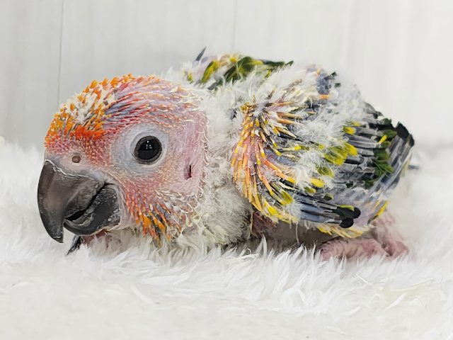コガネメキシコインコ
