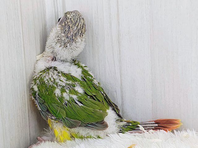 ■■■ ウロコインコ ■■■