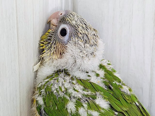 ■■■ ウロコインコ ■■■