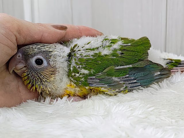 ■■■ ウロコインコ ■■■