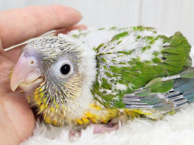 ■■■ ウロコインコ ■■■