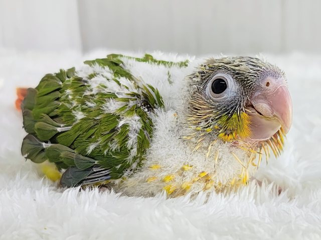 ■■■ ウロコインコ ■■■