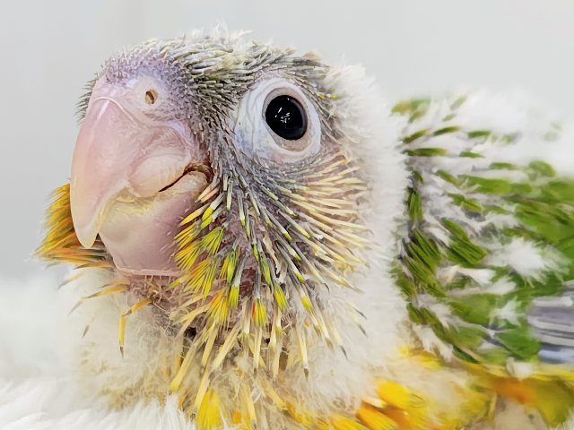 ■■■ ウロコインコ ■■■