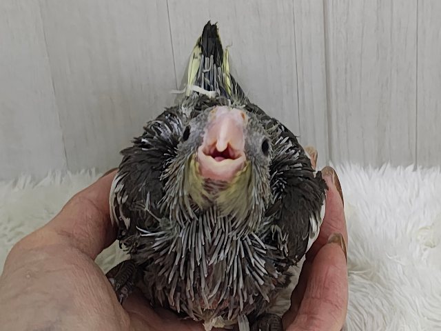 オカメインコ