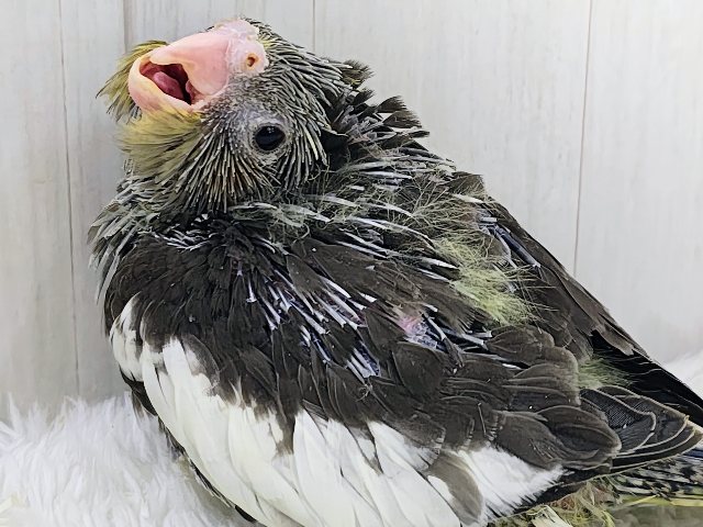 画像更新☆ジャ〜ジャ〜♪赤ちゃん鳴き炸裂🐥⸒⸒オカメインコ