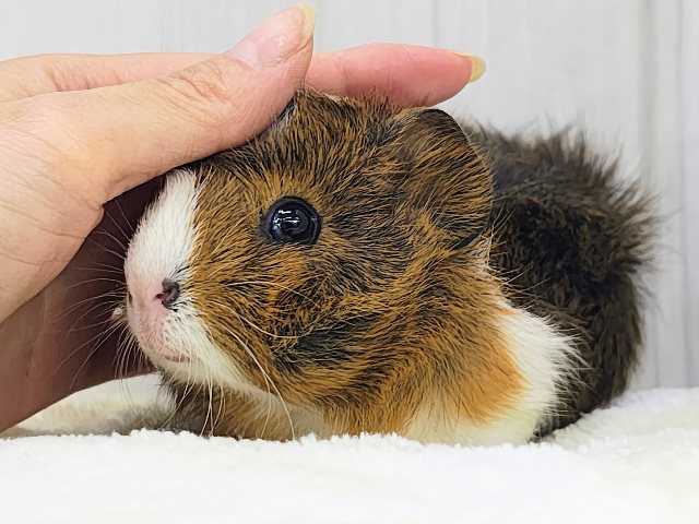 アビシニアンモルモット