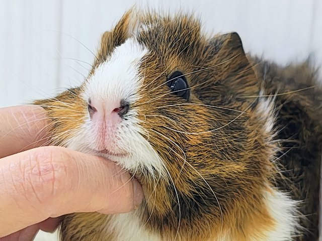 アビシニアンモルモット