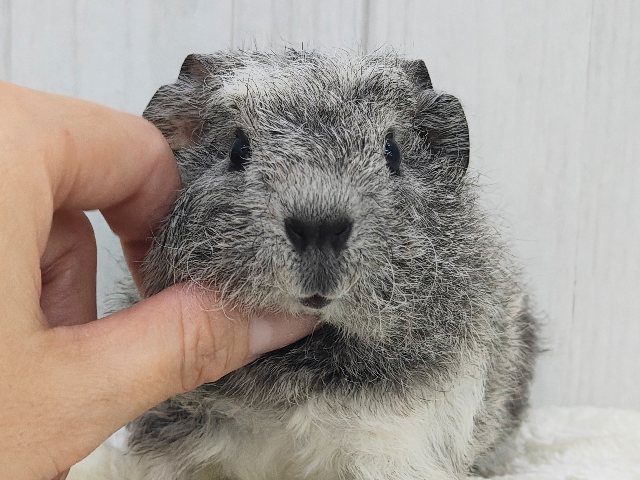 ちりちり✨触り心地がたまらない♡テディモルモットの男の子入荷しました❤️ テディモルモット