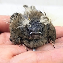 ツンツン頭が楽しいね🎶キンカ鳥のヒナ入荷しました❤️