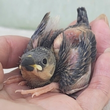 ヒナヒナでかっわいい︎💕︎︎久しぶりの桜文鳥のヒナ入荷しました❤️