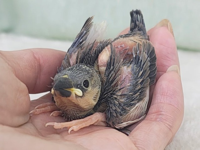 ヒナヒナでかっわいい︎💕︎︎久しぶりの桜文鳥のヒナ入荷しました❤️