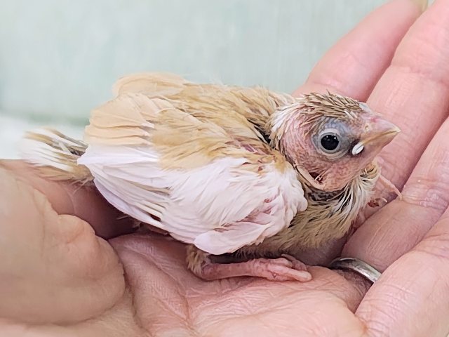 十姉妹（ジュウシマツ）