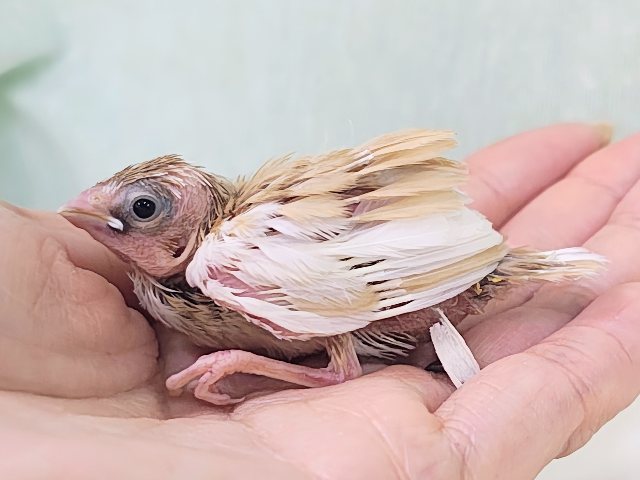 十姉妹（ジュウシマツ）