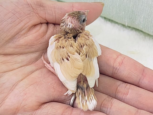 十姉妹（ジュウシマツ）