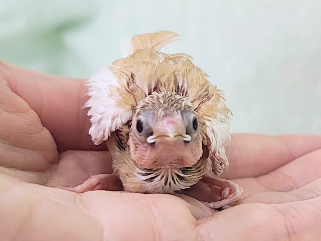 十姉妹（ジュウシマツ）