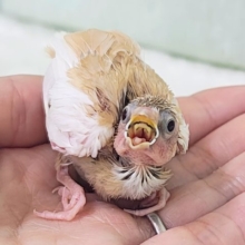 特別な色変わり✨白茶十姉妹のヒナ入荷しました❤️