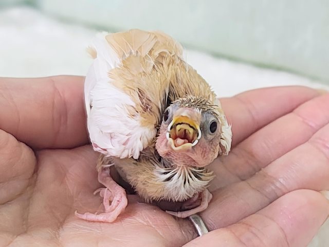 特別な色変わり✨白茶十姉妹のヒナ入荷しました❤️